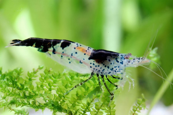 Blue/Black Dalmatina Shrimp - Neocaridina davidi var. "Dalmatina Blue/Black"