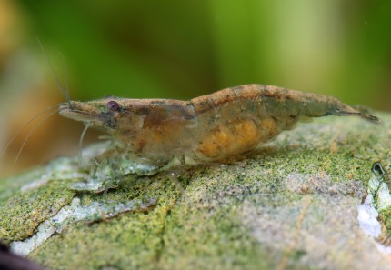Brown Pale shrimp - Neocaridina davidii