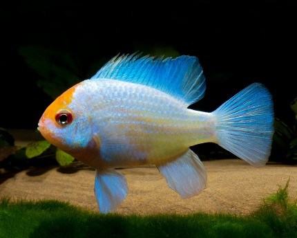 Butterfly cichlid 