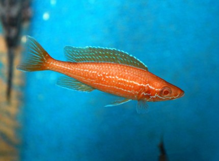Paracyprichromis nigripinnis blue neon ALBINO - 8-10cm