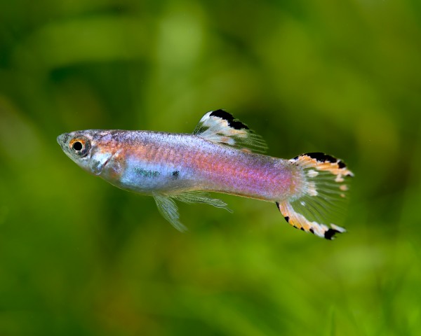 Endler Guppy - Poecilia wingei - (Nano Fisch - Weibchen & M�nnchen)