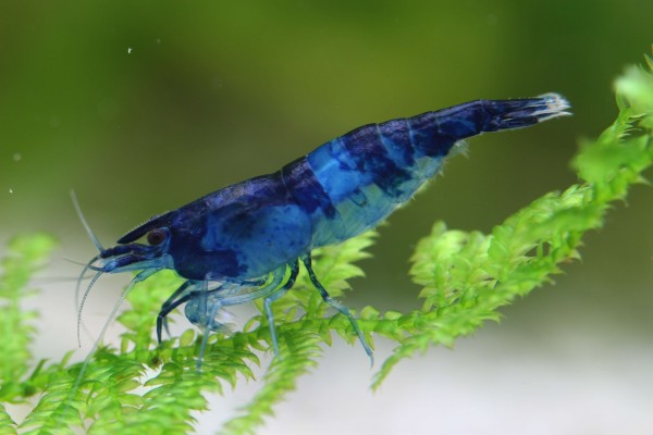 Blue/Black Rili Shrimp - Blue Carbon Rili - Neocaridina davidi