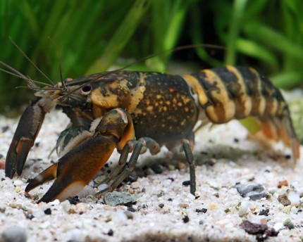 Wamena mountain crab - Cherax monticola