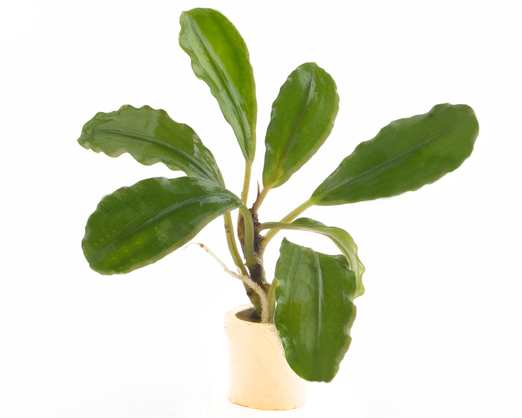 bucephalandra spec. "shiny green" - rarity nano perching plant