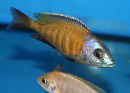 Placidochromis electra superior Mandalawi - 8-10cm