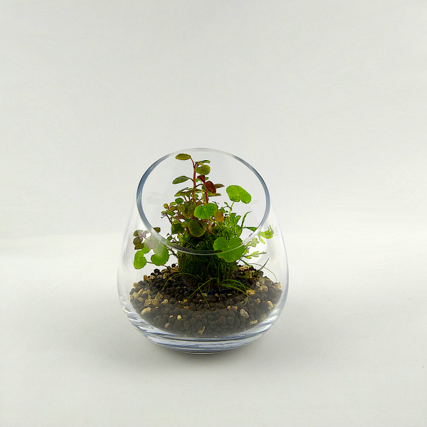 PlantMyTank - Wabi Kusa Set mit bepflanzem Moosball - "Trulla"