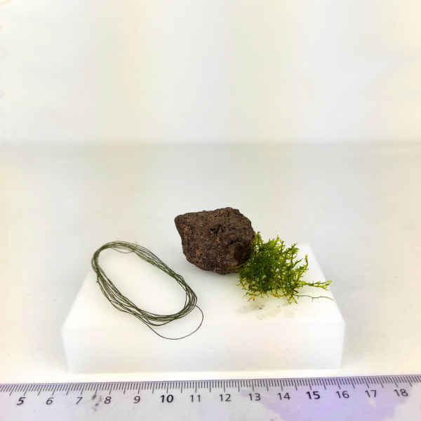 PlantMyTank - Riccardia chamedryfolia Korallenmoos zum Aufbinden - Starter Paket smart