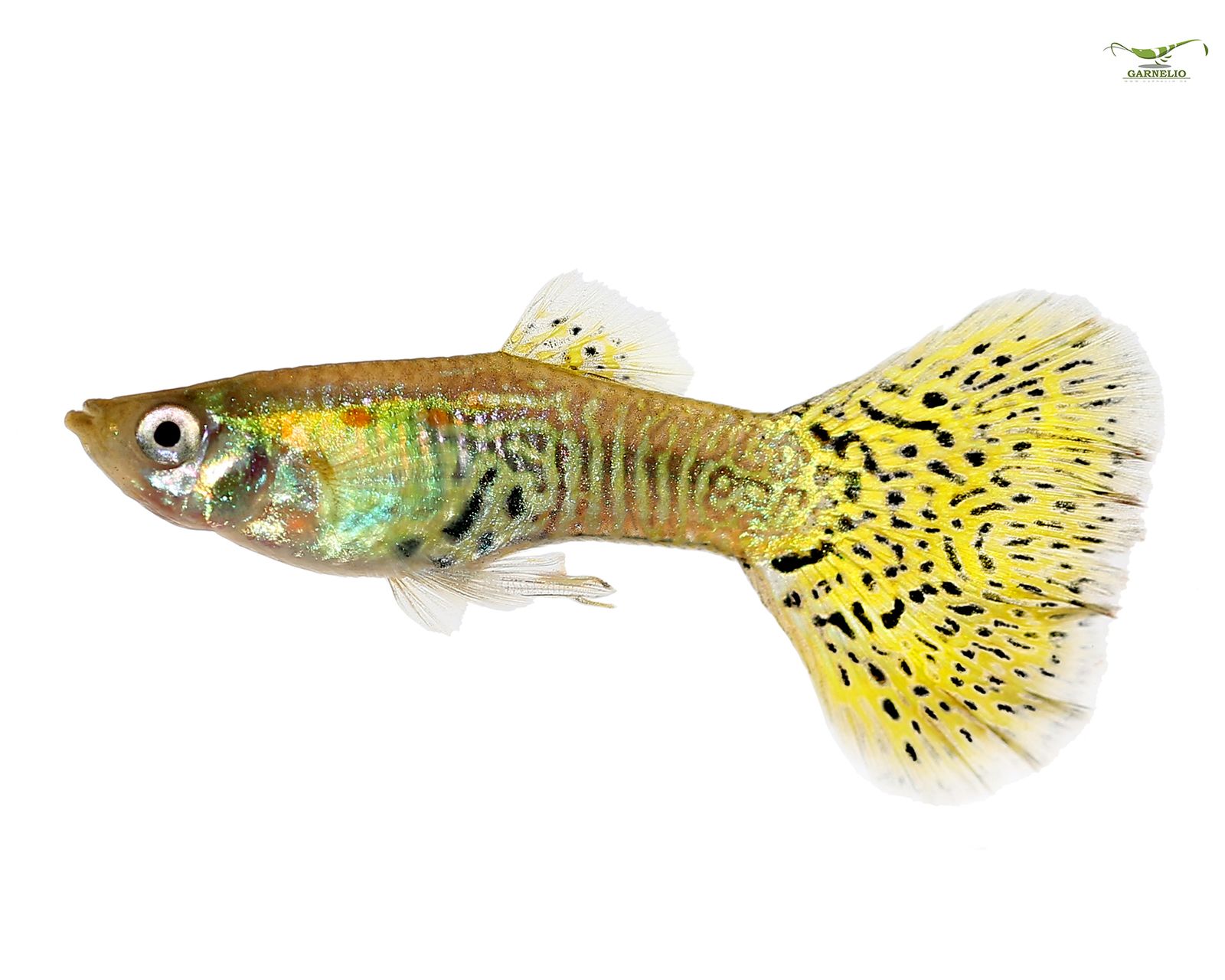 The peaceful, rather lively Guppies can be kept in a standard tank with an ...