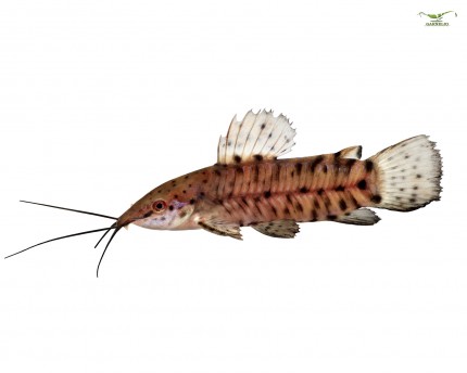 Callus catfish - Megalechis thoracata (Hoplosternum thoracatum) 5cm