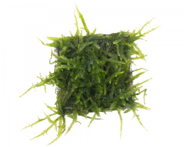 Natureholic Moospad - Vesicularia sp. "Anchor Moss" - 5 x 5cm