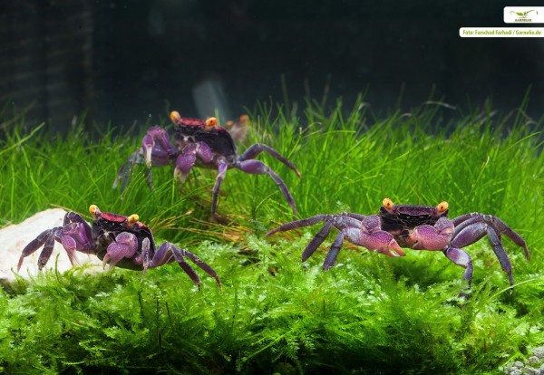 Vampire crab "Red Cranaval" - Geosesarma cf. bicolor