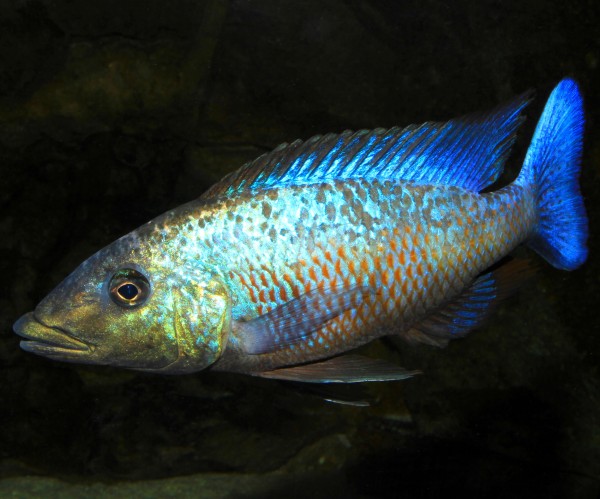 Fossorochromis rostratus - 15-18cm