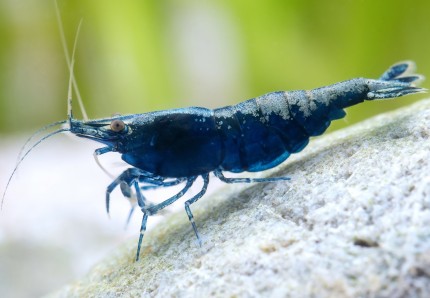 Blue Sapphire shrimp - Neocaridina davidi