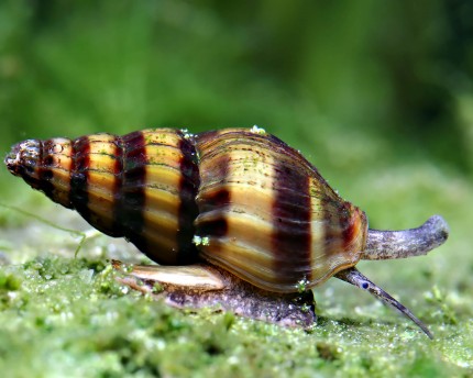 Rovdjurssnigel - Clea helena (Anentome helena)