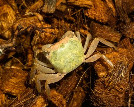 Crabe vert émeraude - Metasesarma spec.