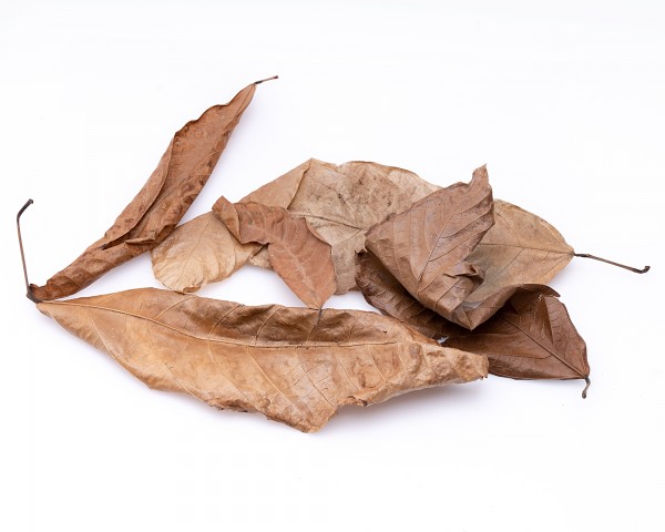 Kakao Terra Leaves