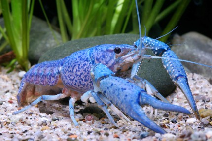 Blå Floridakräfta - Procambarus alleni