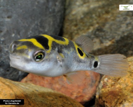 Eye Spot Pufferfish - Dichotomyctere ocellatus (Tetraodon biocellatus)