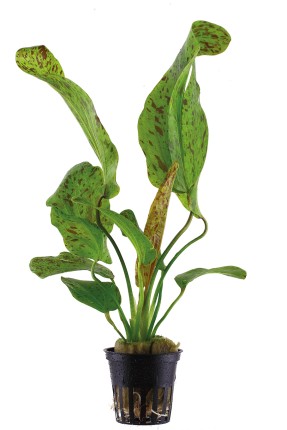 Gefleckte grüne Schwertpflanze - Echinodorus Ozelot Green - Tropica Topf