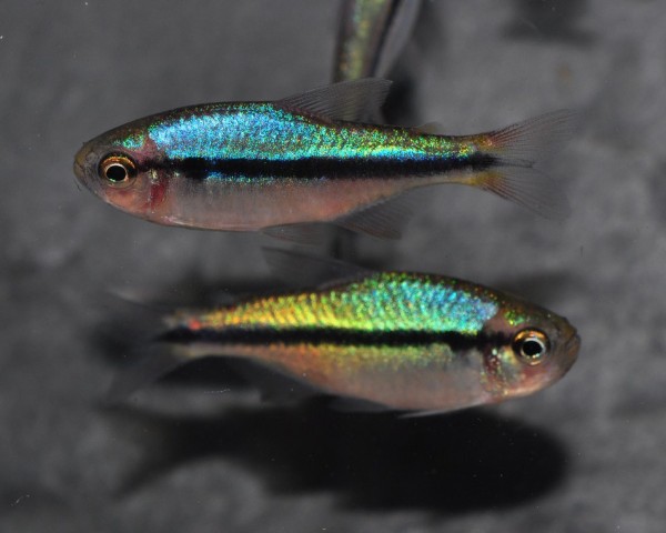 Blauer Schwarzbandsalmler - Hyphessobrycon melanostichos