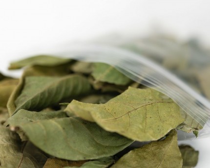 Nano Walnut Leaves Green - 15 st.