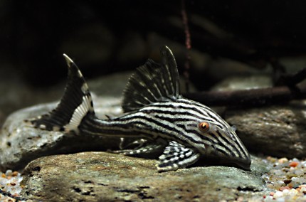 L 190 Catfish - Panaque cf. nigrolineatus