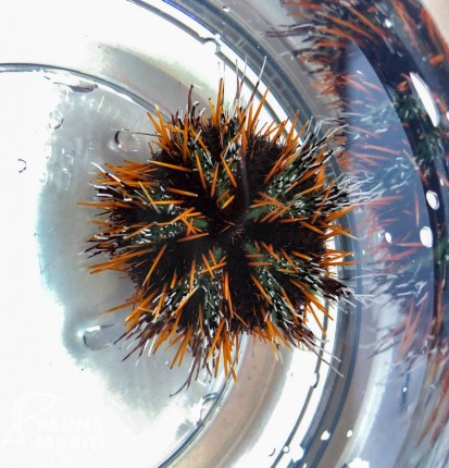 Peacock sea urchin - Tripneustes gratilia
