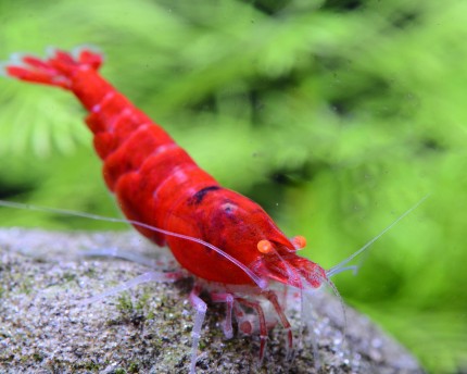 Caridina shrimp with Orange Eye / OE - various breeding groups