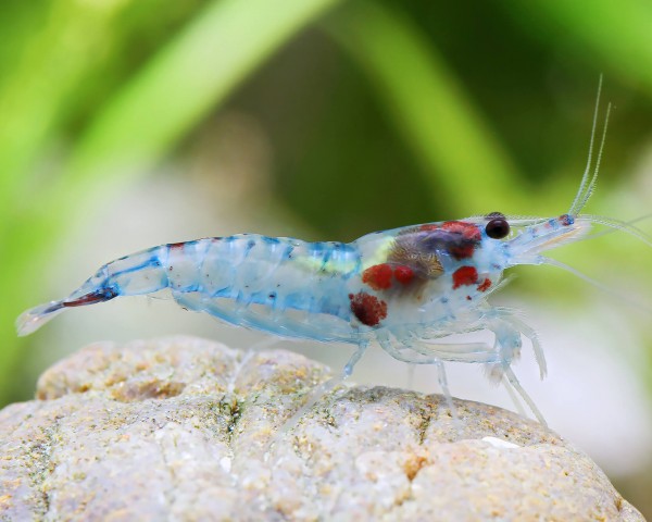 Blue Rili Shrimp - Neocaridina davidi "Blue Rili"