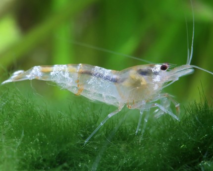 White bee shrimp - Caridina logemanii