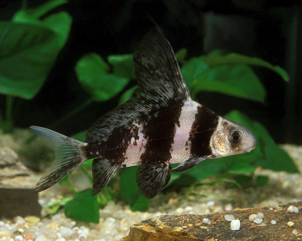 Pennantkarp - Myxocyprinus asiaticus