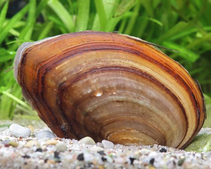 Pond mussel - Unio pictorum