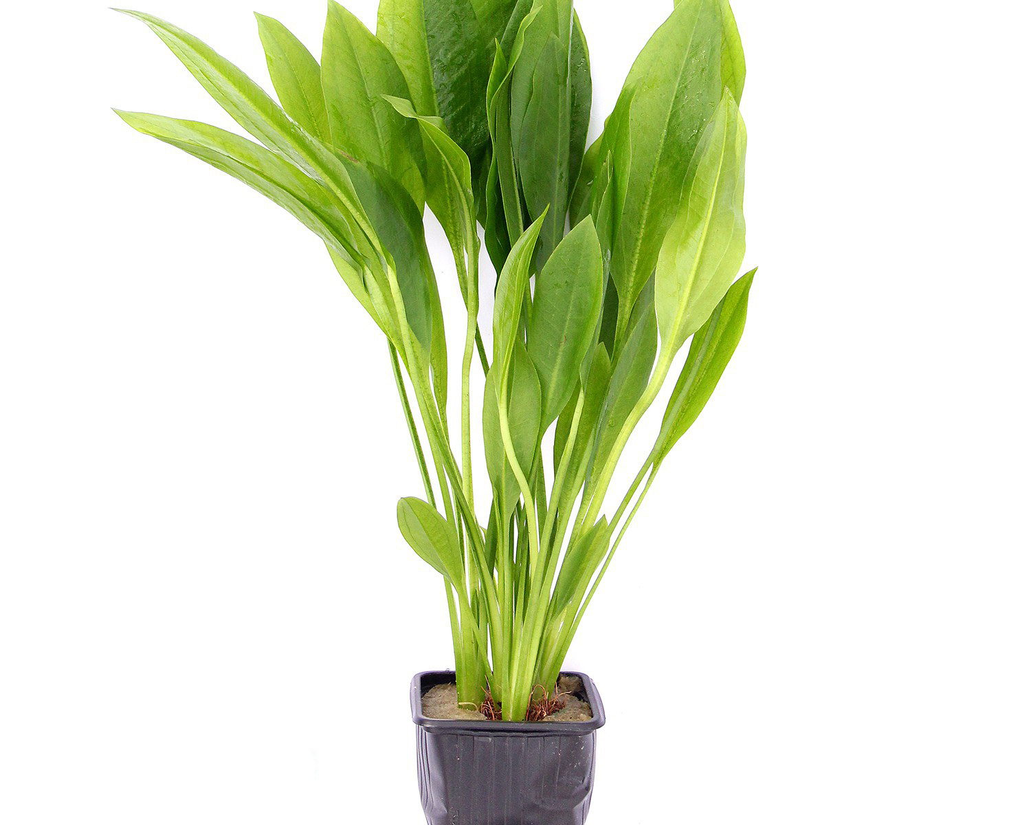 large amazon plant sword plant - echinodorus grisebachii bleherae - xxl  9x9cm - dennerle pot