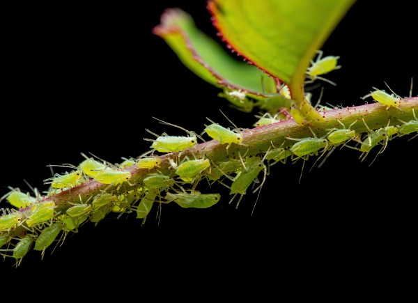 Live food - Pea leaf aphids - Breeding stock - 1 liter