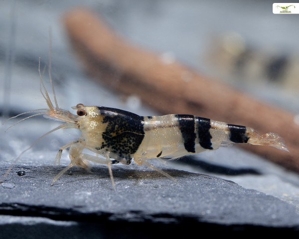 Crevette abeille sauvage - Caridina logemanii var. "Native
