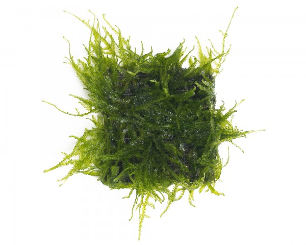 Natureholic Moss Pad - Taxiphyllum spec. "Spiky" - 5 x 5cm