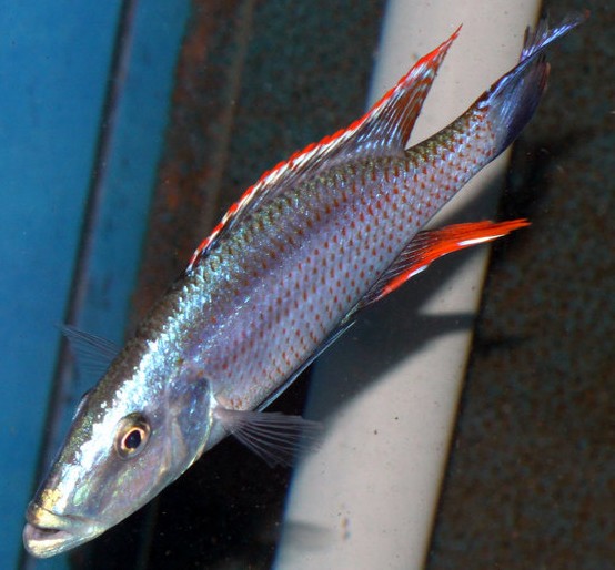 Dimidiochromis compressiceps - 10-12cm