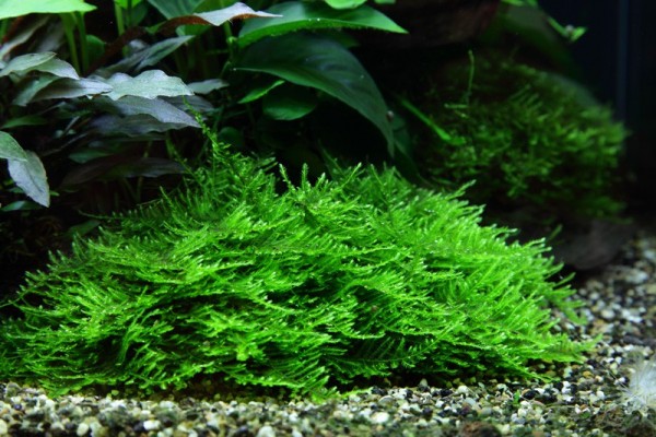 1-2-GROW! Spiky moss / Taxiphyllum 'Spiky'