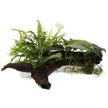 Microsorum and Anubias 'Duet' - Plante Tropica sur racines (XL)