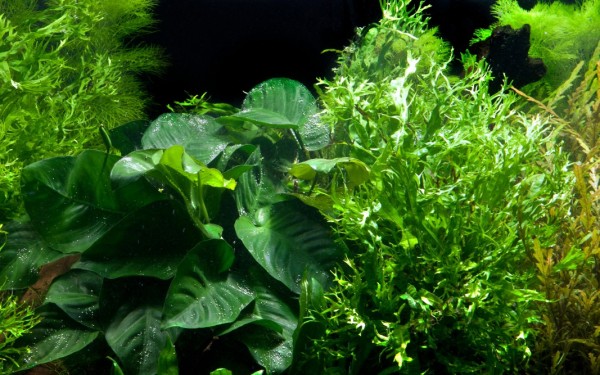 Java fern on root - Tropica plant on roots with suction cup (XL)