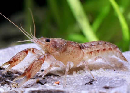 Pazcua dwarf crayfish - Cambarellus patzcuarensis