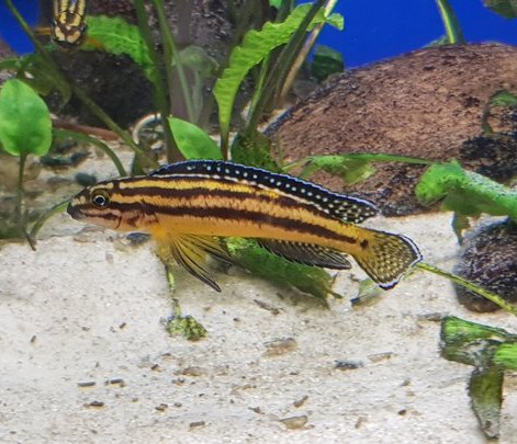 Julidochromis marksmithi Kipili - 7-10cm
