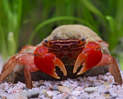 Crabes de mangrove rouges, Pseudosesarma moeshi
