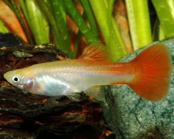 Guppy femelle "red blond" - Poecilia reticulata
