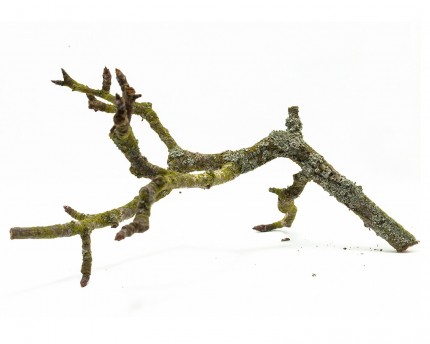Päron Hardscape Branch - ca. 30cm - Läckert och dekorativt