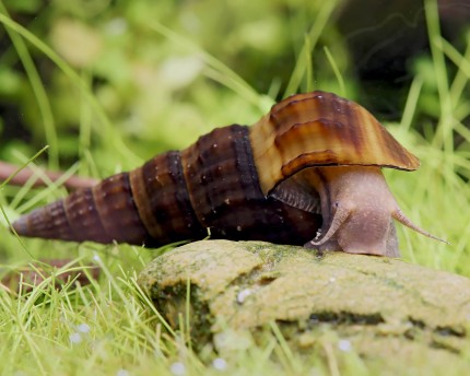 Hercules tower snail - Brotia herculea
