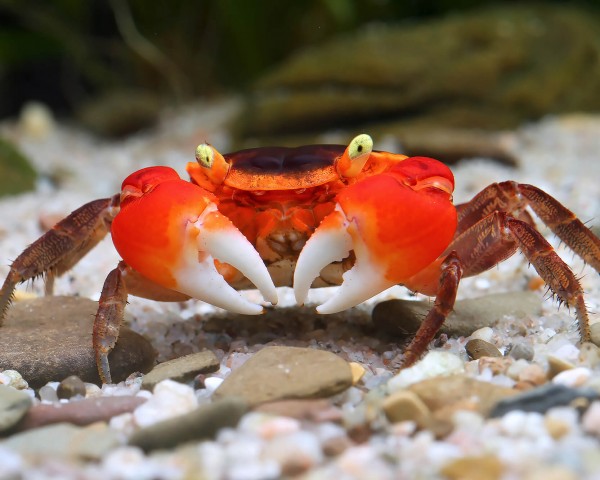 Red chameleon crab - Metasesarma aubryi