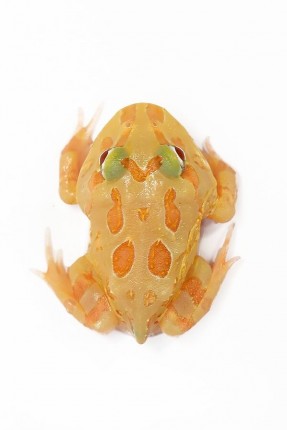 Cranwelli jewel horn frog (breeding animals) - Ceratophrys cranwelli