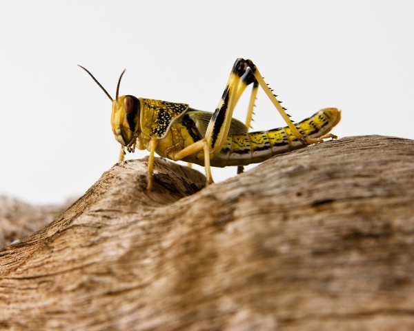 Live food - Desert locusts vers. Sizes