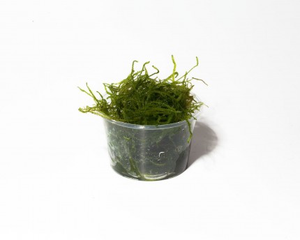 Garnelio - Java Moss - Taxiphyllum barbieri - Portion
